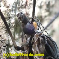 /home//u458753944/public_html/sourcegallery/////////////Insects and small critters/flies (Diptera)/P7070256.JPG